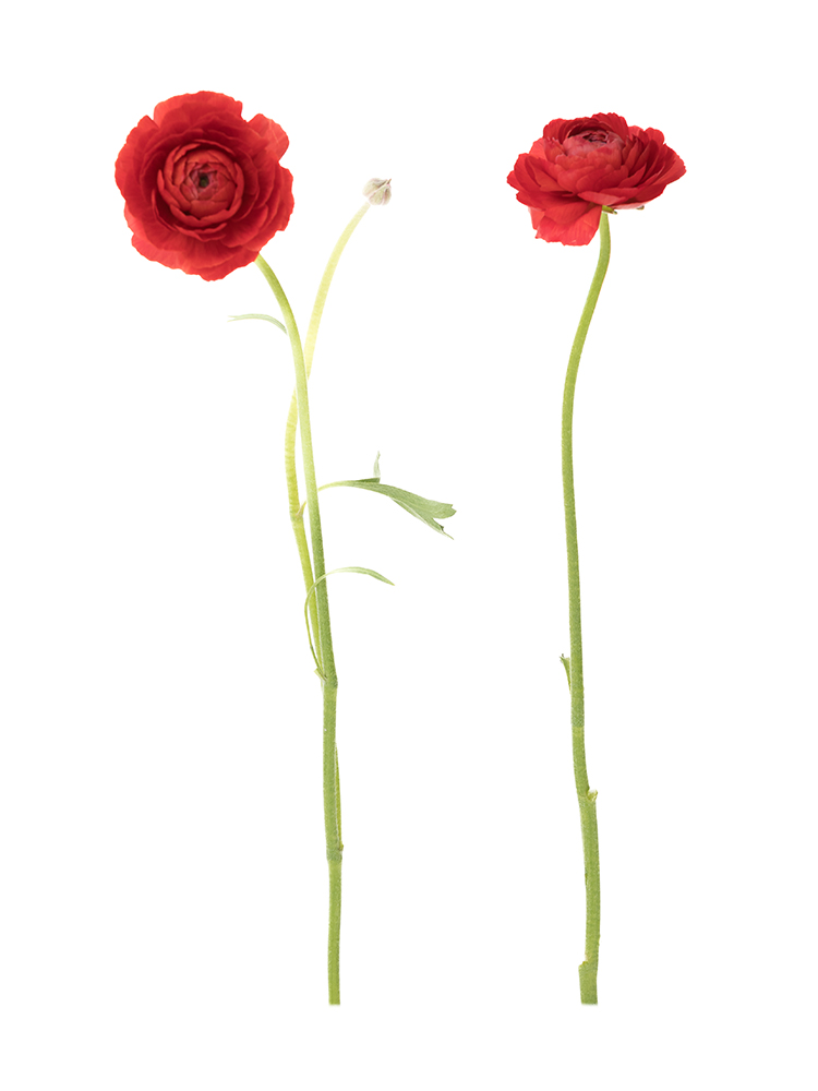 【生花】ラナンキュラス　品種おまかせ(赤)の商品特性