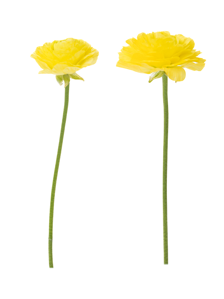 【生花】ラナンキュラス　品種おまかせ(黄)の商品特性