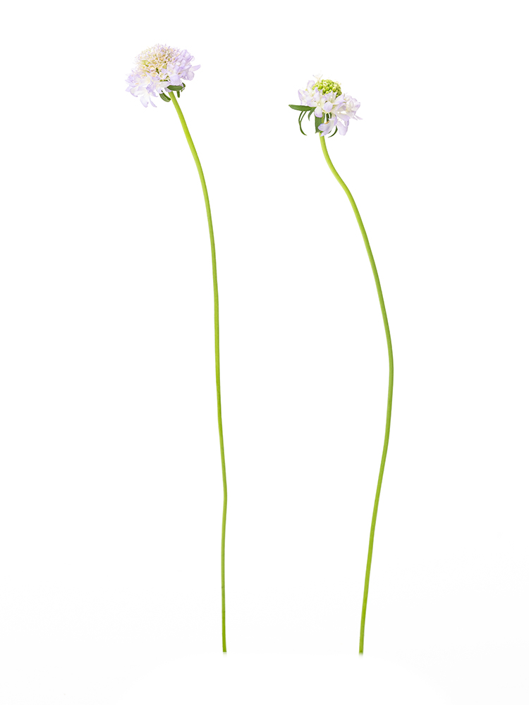 【生花】スカビオサ　ラベンダースクープの商品特性