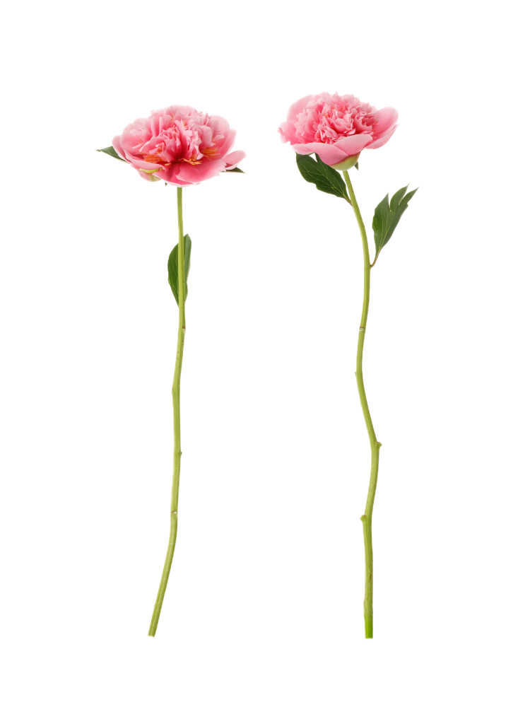 芍薬　エッチドサーモンの商品特性