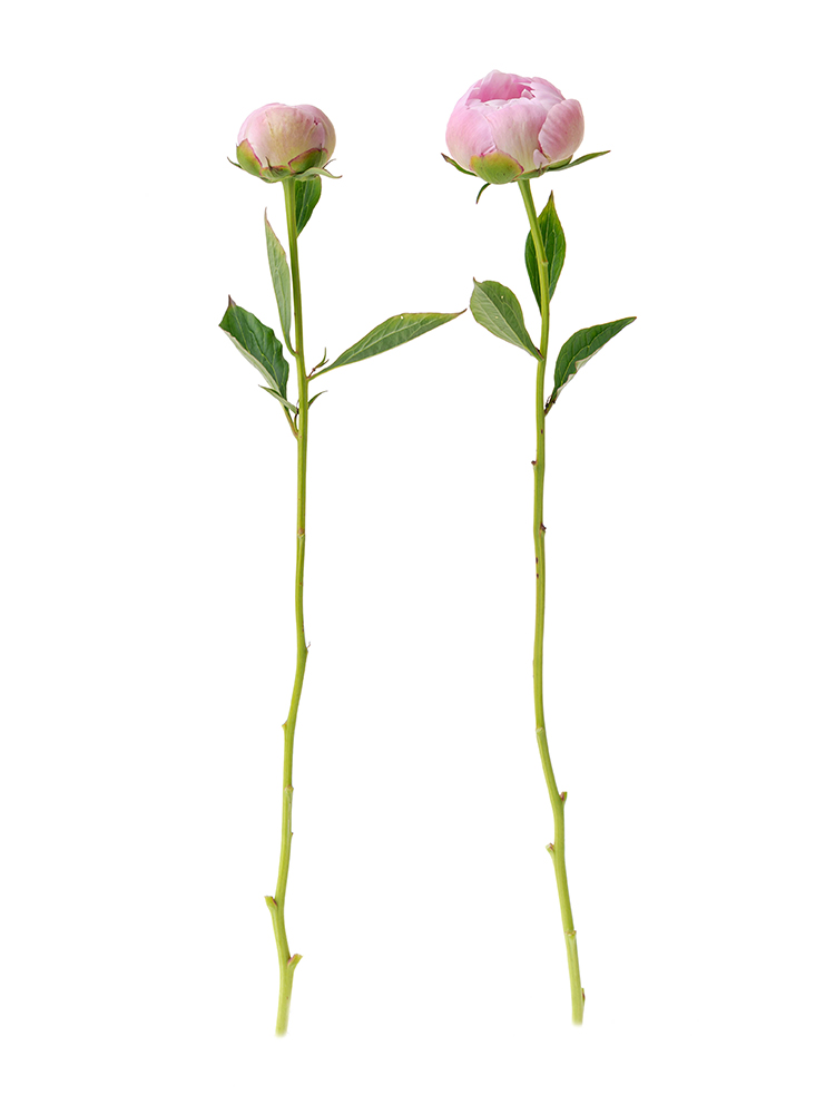 【入荷花材】芍薬(薄ピンク) 品種おまかせ　※花サイズ小2本