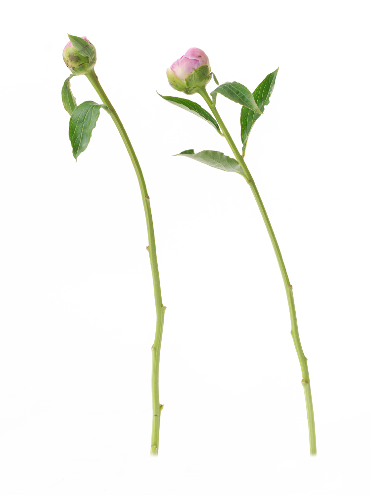 【入荷花材】芍薬(ピンク) 品種おまかせ　※花サイズ小2本