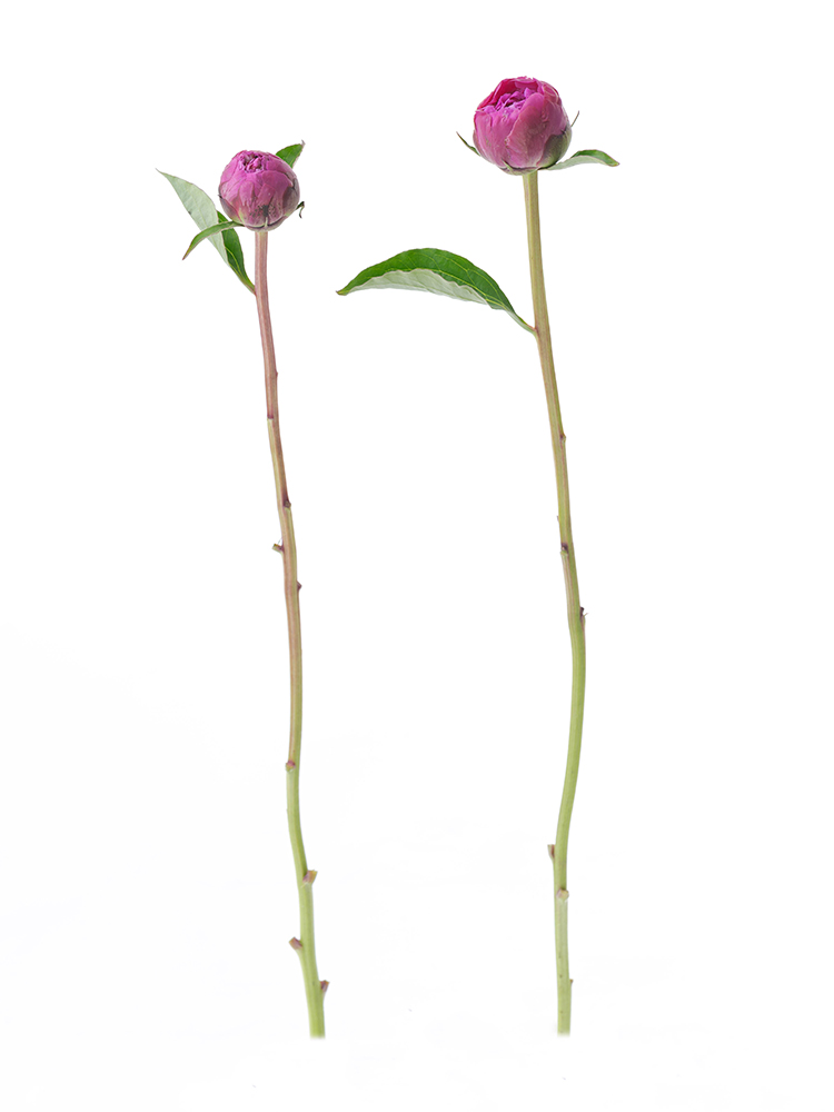 【入荷花材】芍薬(濃ピンク) 品種おまかせ　※花サイズ小2本