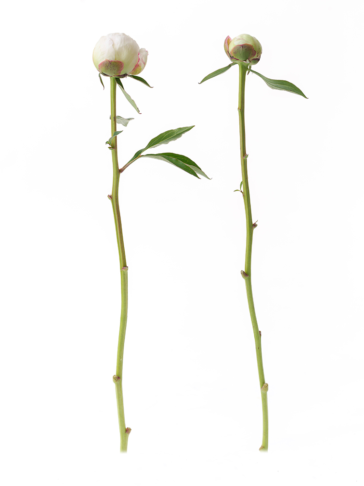 【入荷花材】芍薬(白) 品種おまかせ　※花サイズ小2本
