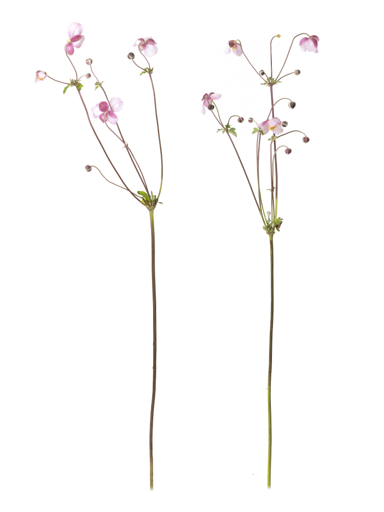 【生花】秋明菊 品種おまかせ(ピンク)の商品特性