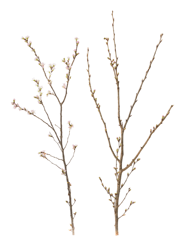 【生花】サクラ　啓翁桜の商品特性