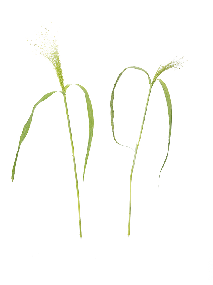【生花】スモークグラス　品種おまかせ(緑) の商品特性