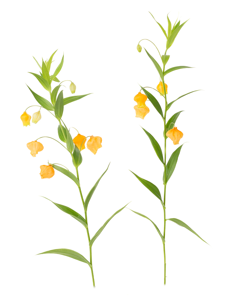 【生花】サンダーソニア(オレンジ)　品種おまかせの商品特性