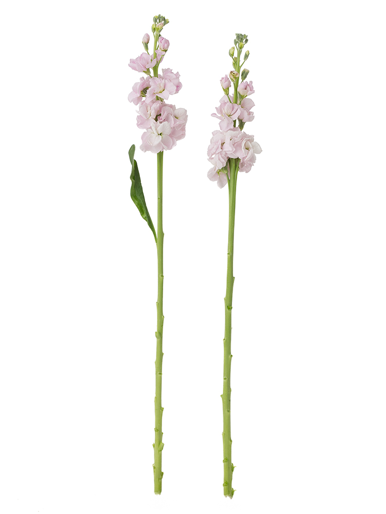 【生花】ストック(薄ピンク) 品種おまかせ2本