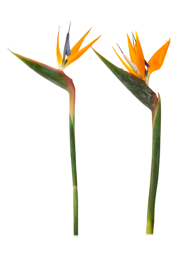 【生花】ストレリチア(オレンジ) 品種おまかせ