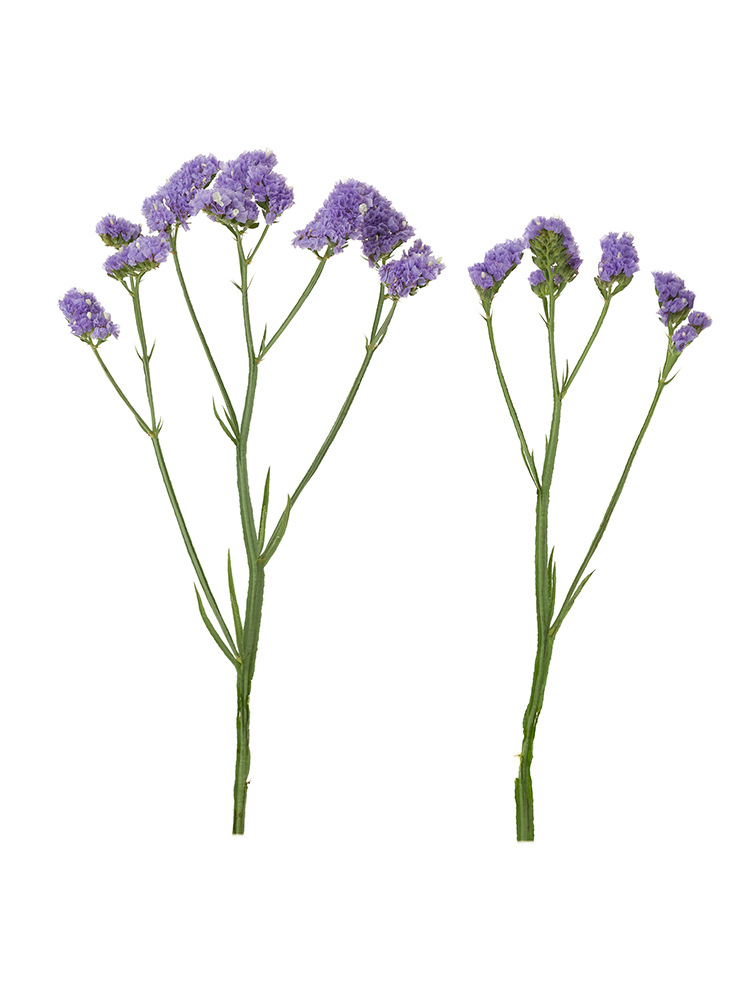 【生花】スターチス　品種おまかせ(薄紫)の商品特性