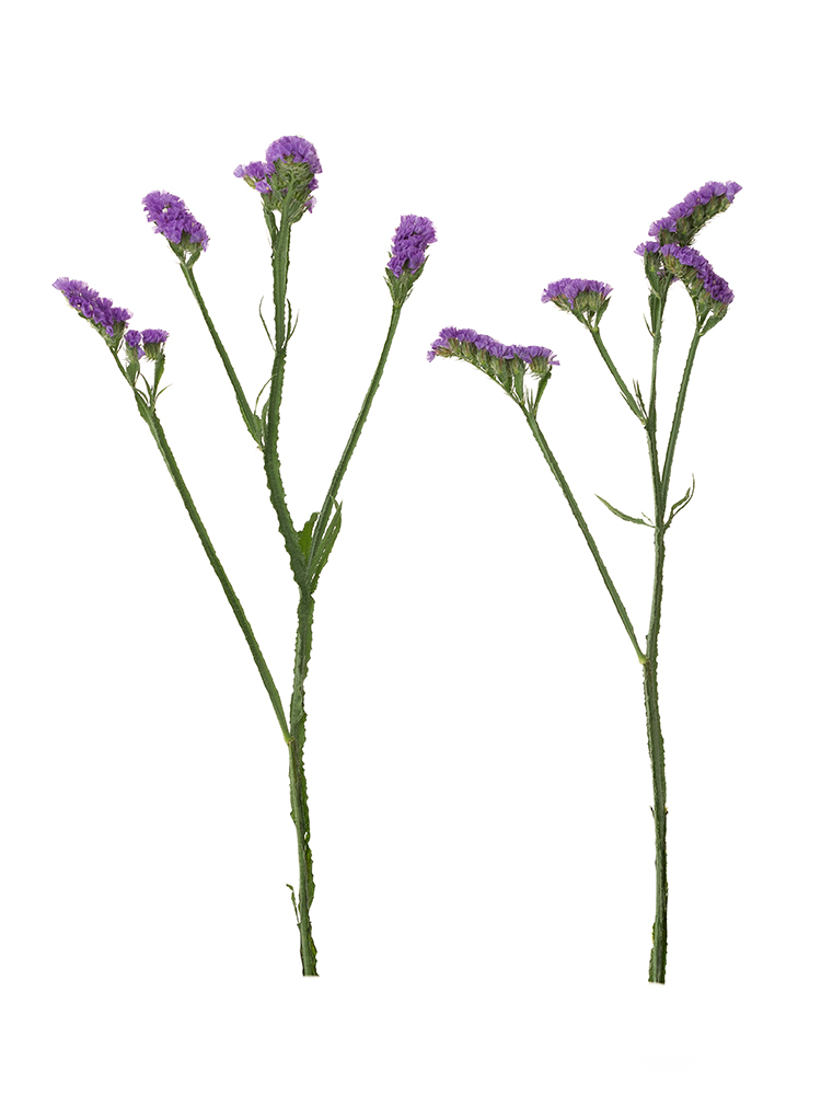 【生花】スターチス(紫)　品種おまかせの商品特性