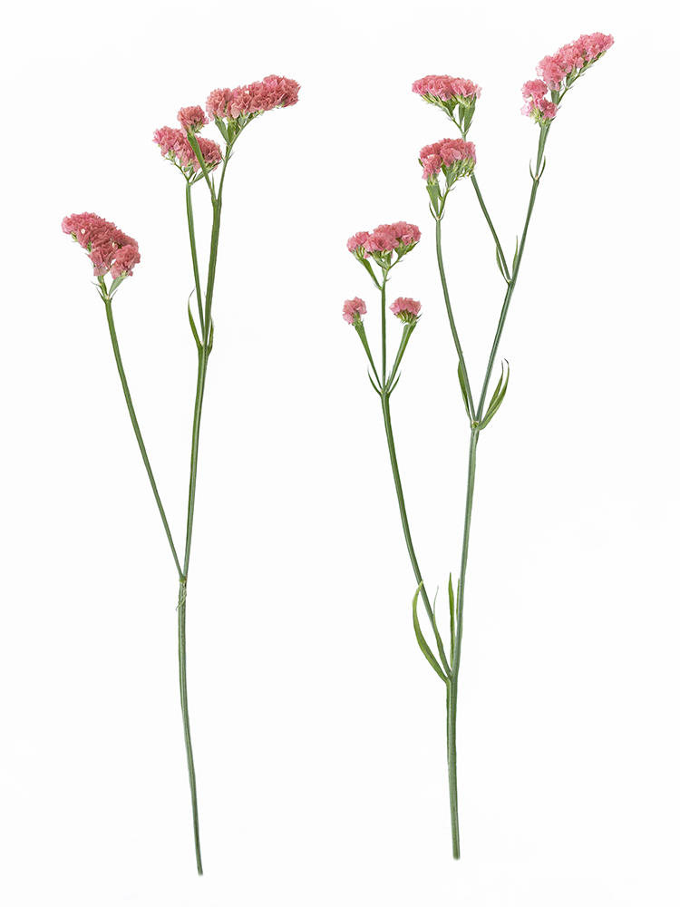 【生花】スターチス　品種おまかせ(赤)の商品特性