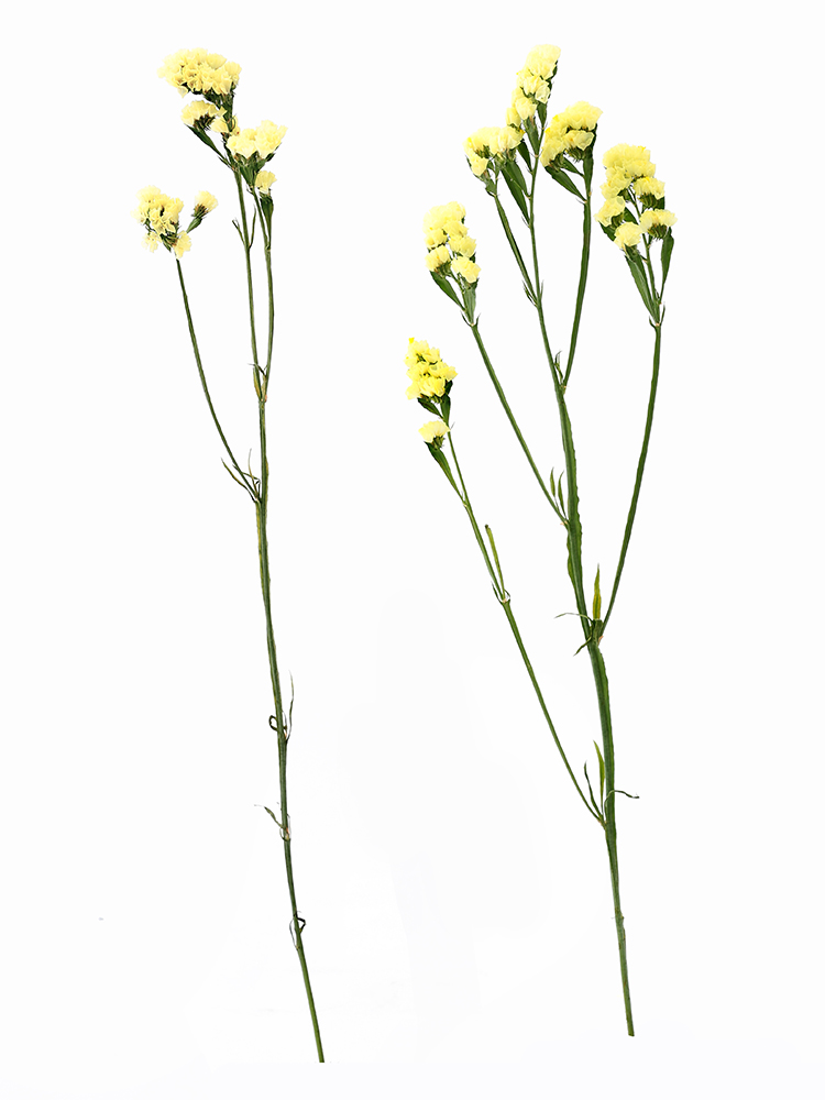 【生花】スターチス　品種おまかせ(黄)の商品特性