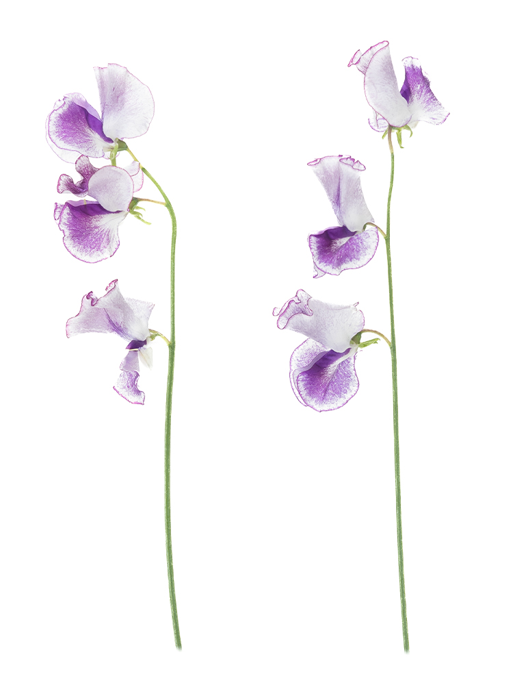 【生花】スイートピー 紫絞り2本