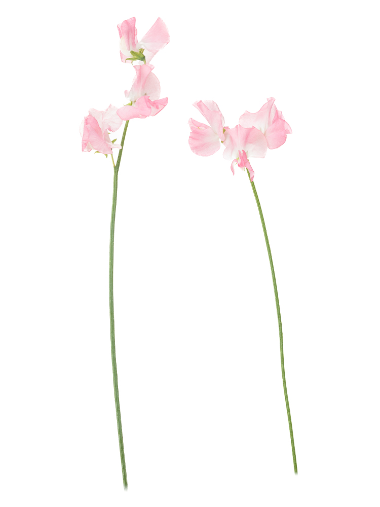 【生花】スイートピー 品種おまかせ(濃ピンク)の商品特性