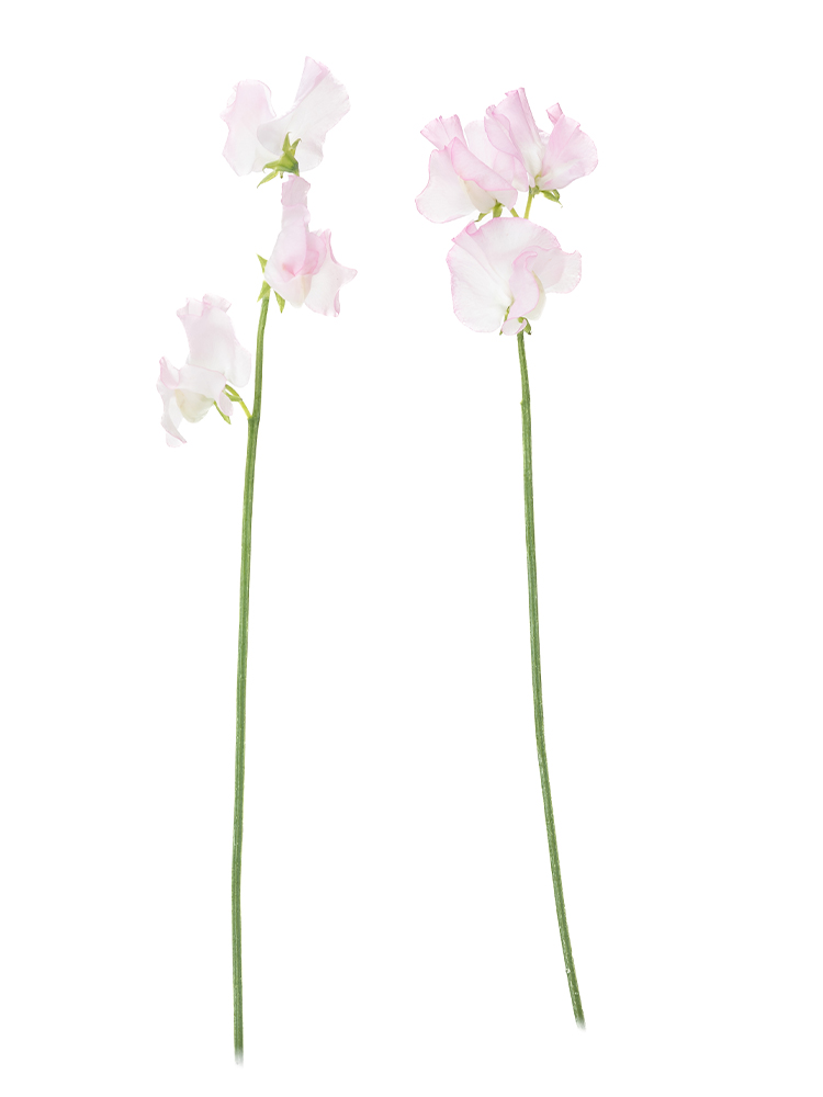 【生花】スイートピー 品種おまかせ(薄ピンク)の商品特性