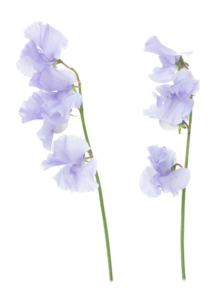 【生花】スイートピー 品種おまかせ(薄紫)の商品特性