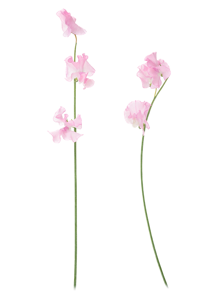 【生花】スイートピー 品種おまかせ(ピンク)の商品特性