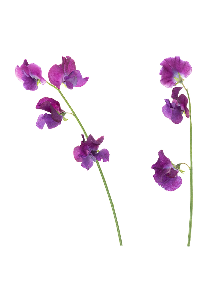 【生花】スイートピー(紫)の商品特性