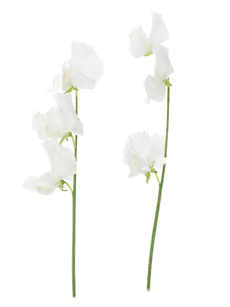 【生花】スイートピー(白)　品種おまかせの商品特性