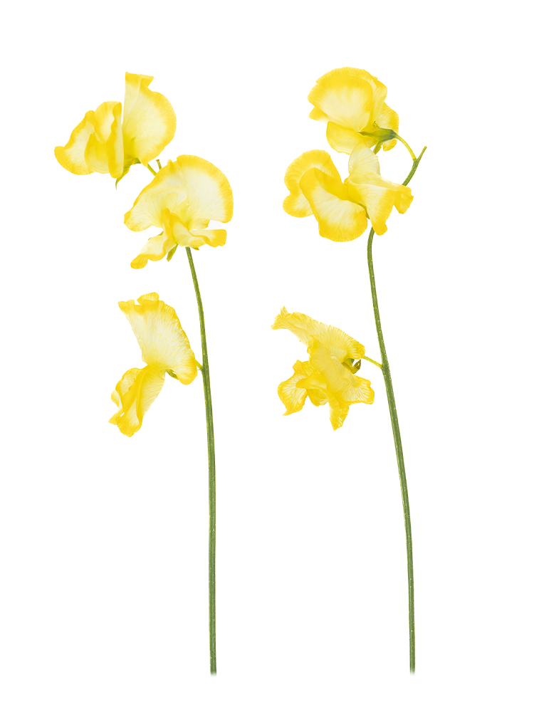 【生花】スイートピー(黄)　品種おまかせの商品特性