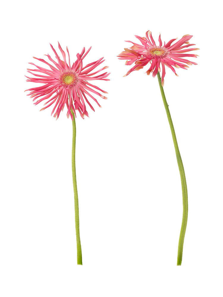 【生花】大輪ガーベラ(パスタ咲き)　パスタトスカーナの商品特性
