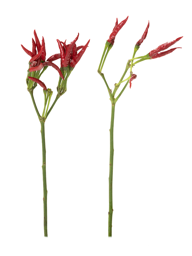 【生花】唐辛子 鷹の爪2本