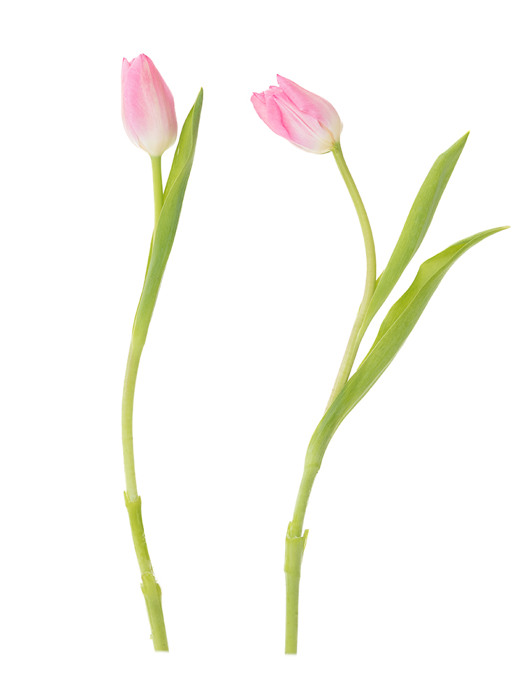 【生花】チューリップ　品種おまかせ(薄ピンク)の商品特性
