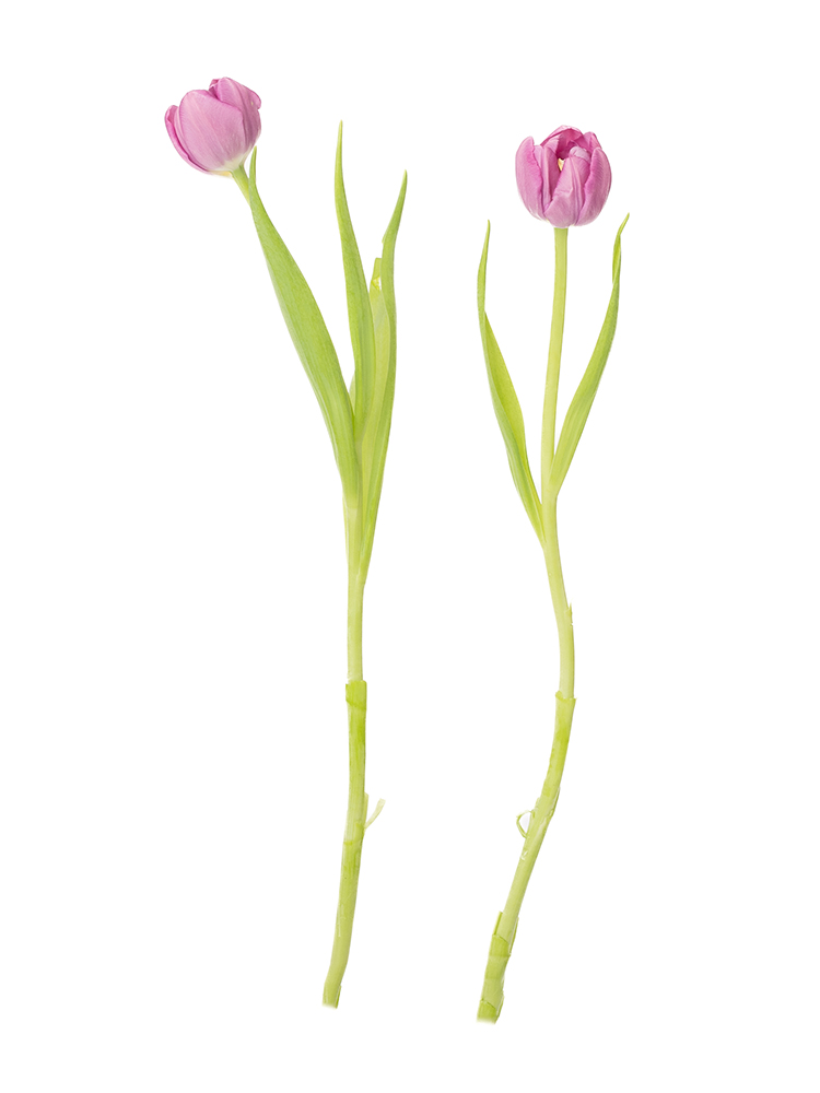 【生花】チューリップ(八重咲き)紫　品種おまかせの商品特性