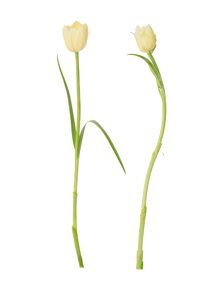 【生花】チューリップ(八重咲き)白　品種おまかせの商品特性