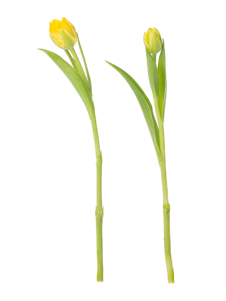 【生花】チューリップ(八重咲き)黄　品種おまかせの商品特性