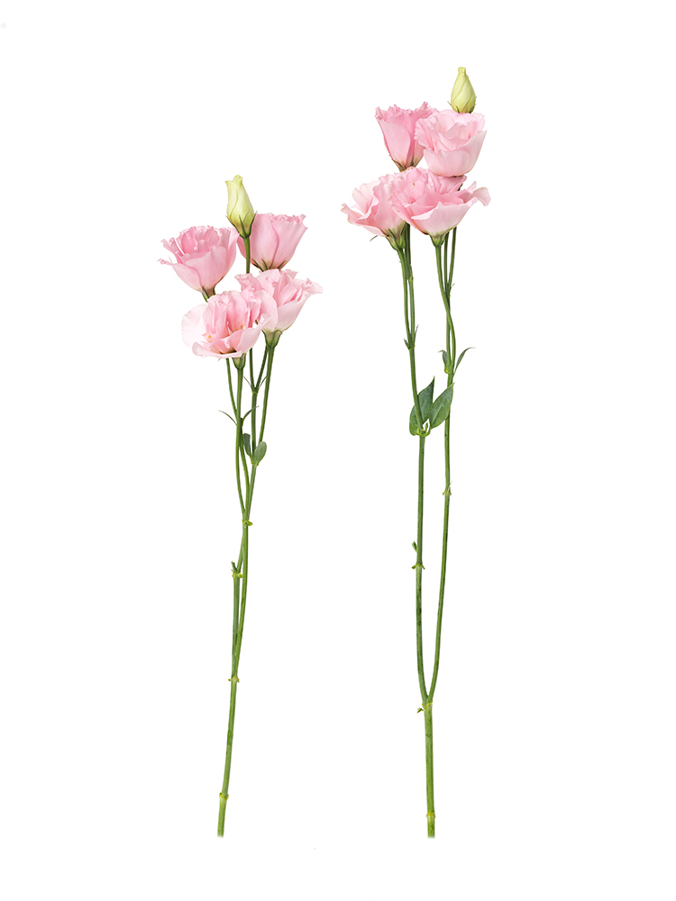 【生花】トルコキキョウ コレゾライトピンク2本