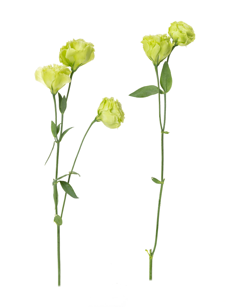 【生花】トルコキキョウ アンバーWミント22本