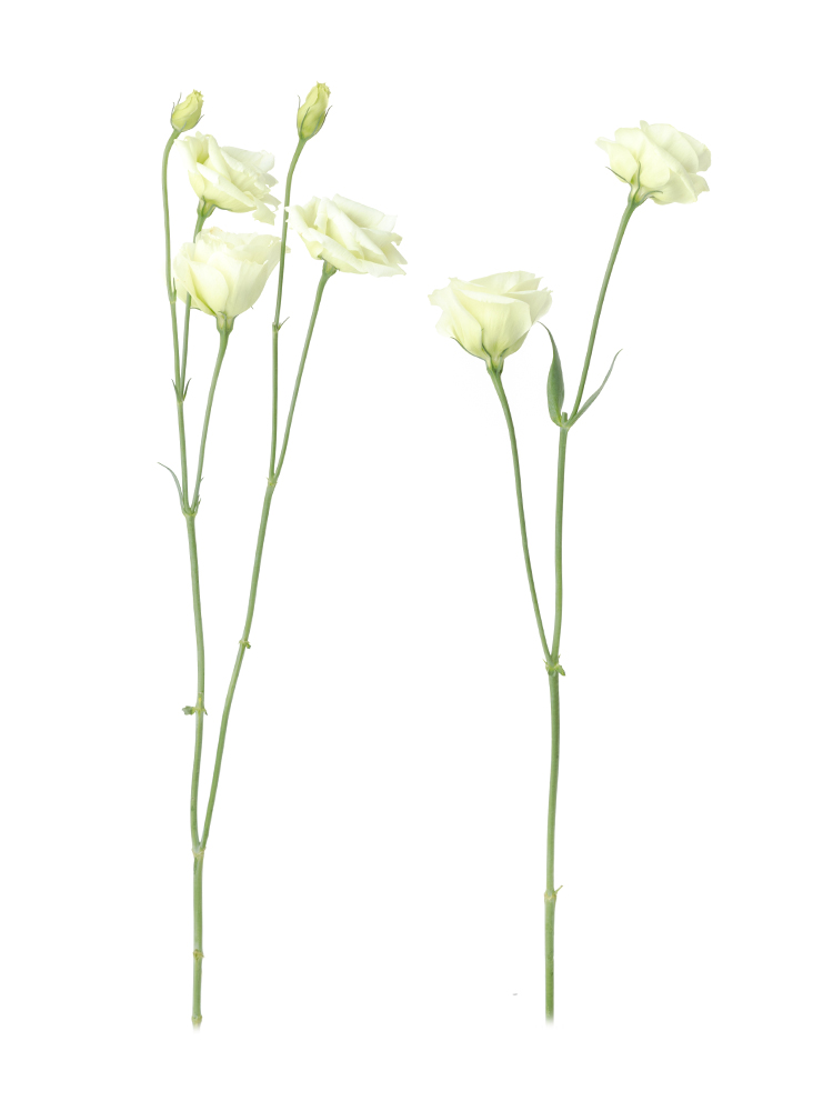 【生花】トルコキキョウ(緑) 品種おまかせ2本