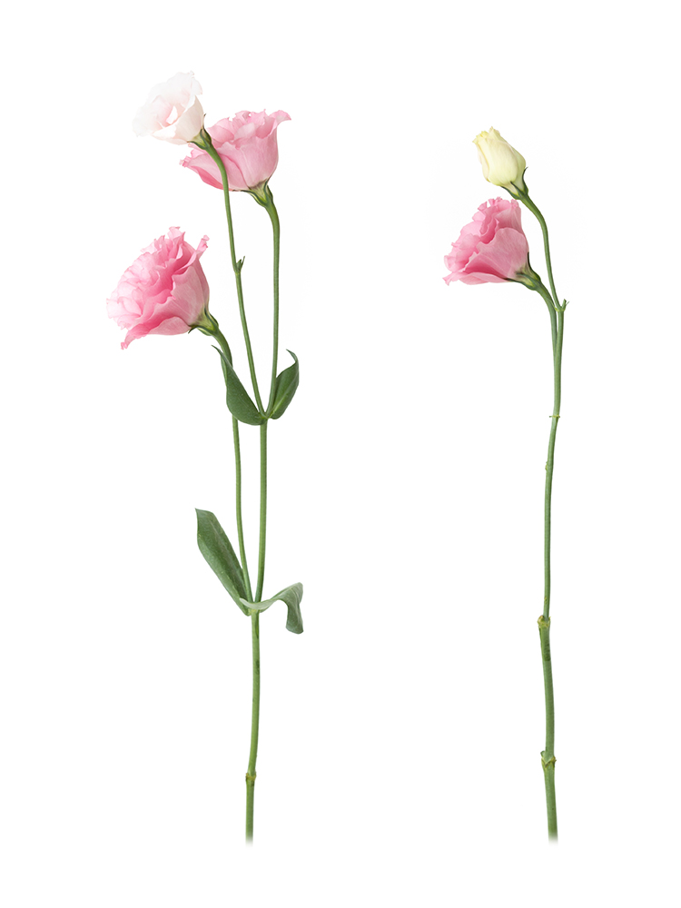 【生花】トルコキキョウ(ピンク) 品種おまかせ2本