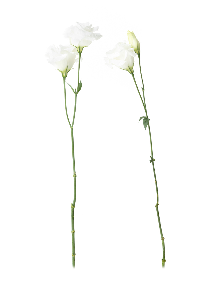 【生花】トルコキキョウ(白) 品種おまかせ2本