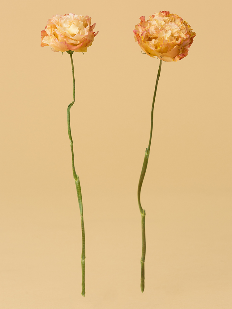 【高級ドライ】トルコキキョウ・フリンジ(アプリコット)2本