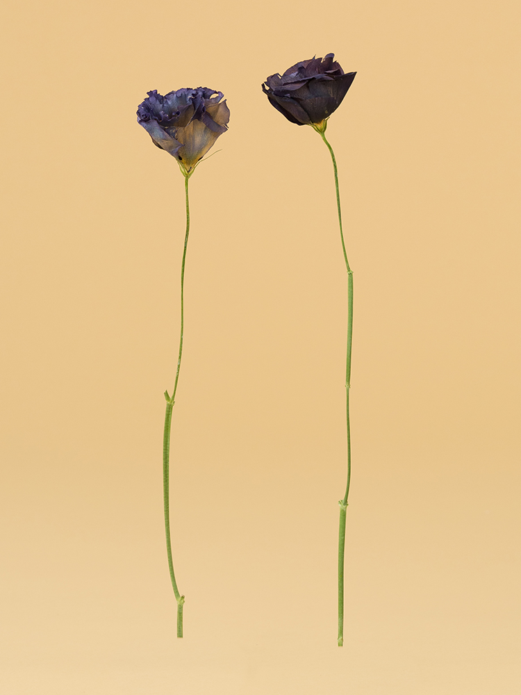 【高級ドライ】トルコキキョウ・フリンジ(紫) 品種おまかせの商品特性