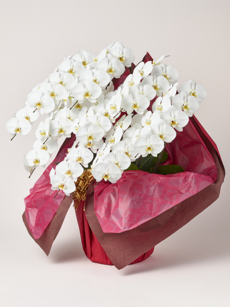 胡蝶蘭 大輪 白 10本立ち 90輪以上左