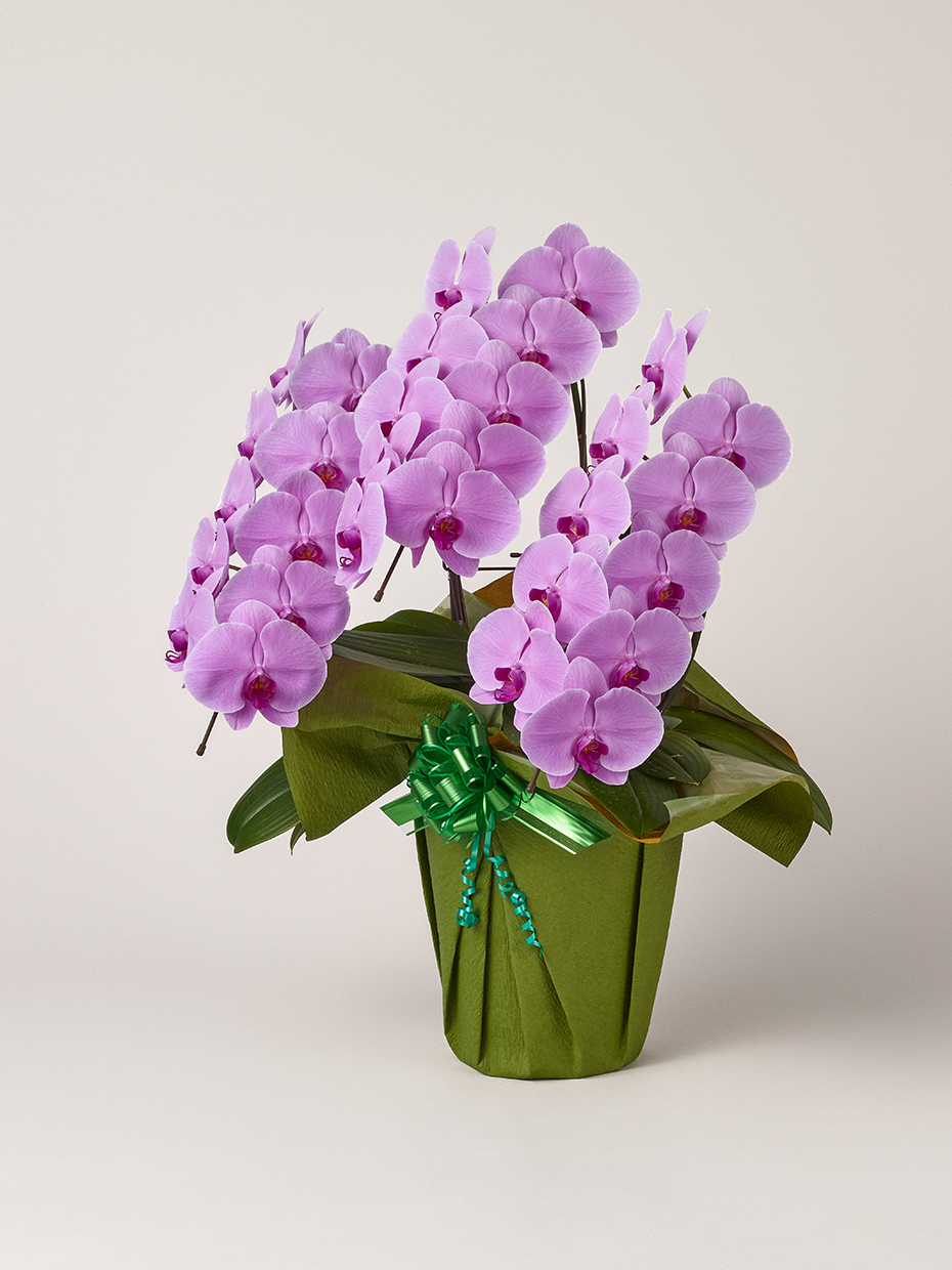 胡蝶蘭 大輪 ピンク 3本立ち 30輪以上左