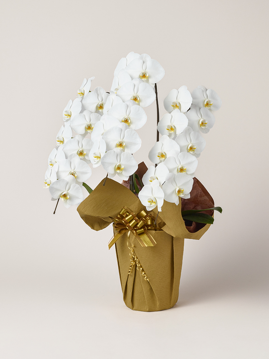 胡蝶蘭 大輪 白 3本立ち 30輪以上左