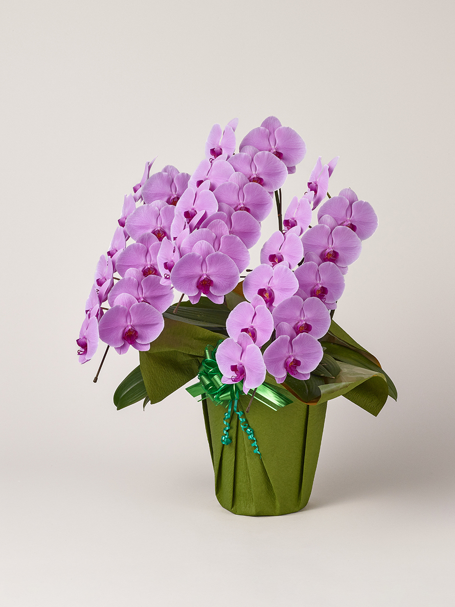 胡蝶蘭 大輪 ピンク 3本立ち 33輪以上左