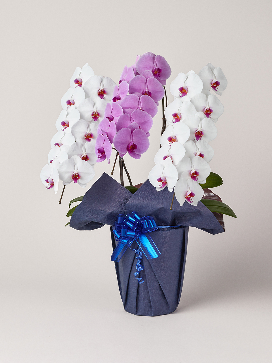 胡蝶蘭 大輪 MIX（赤リップ2/ピンク1） 3本立ち 33輪以上左