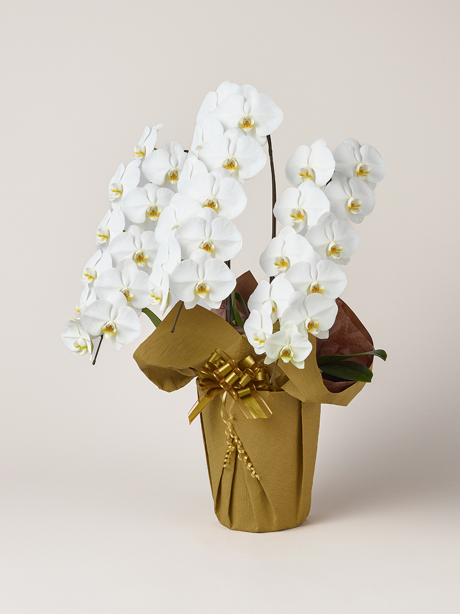 胡蝶蘭 大輪 白 3本立ち 33輪以上左