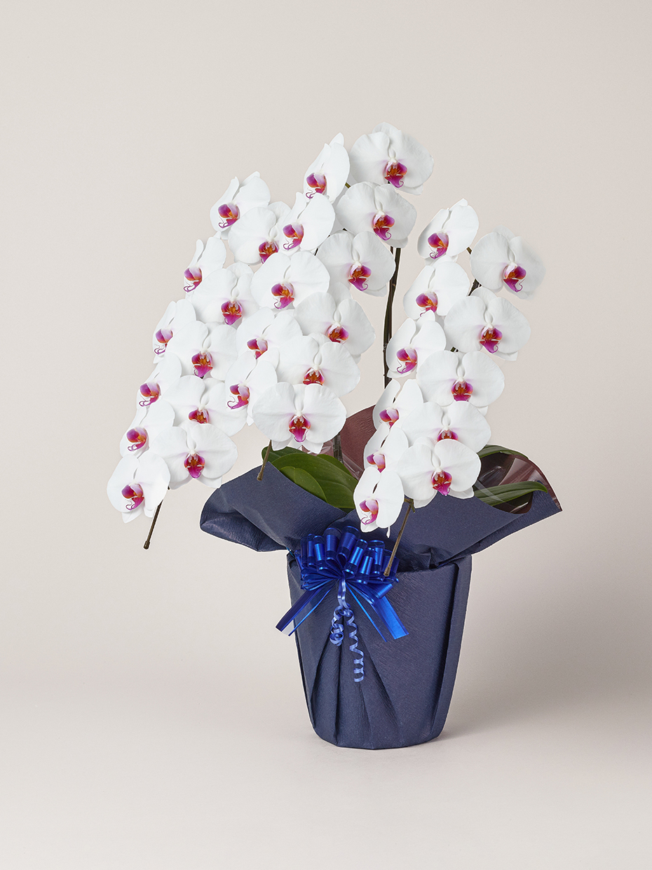 胡蝶蘭 大輪 赤リップ 3本立ち 33輪以上左