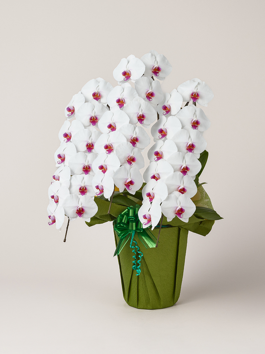 胡蝶蘭 大輪 赤リップ 3本立ち 36輪以上左