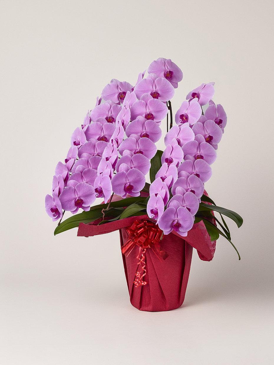 胡蝶蘭 大輪 ピンク 3本立ち 42輪以上左