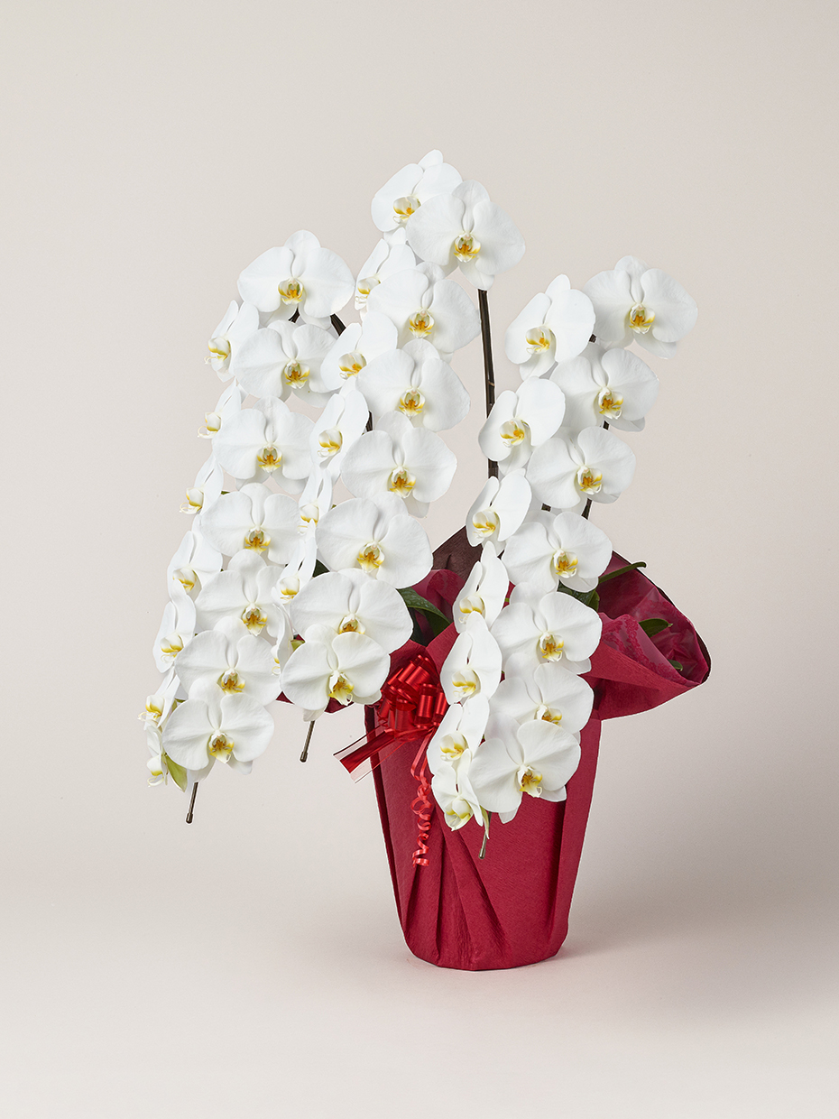 胡蝶蘭 大輪 白 3本立ち 42輪以上左