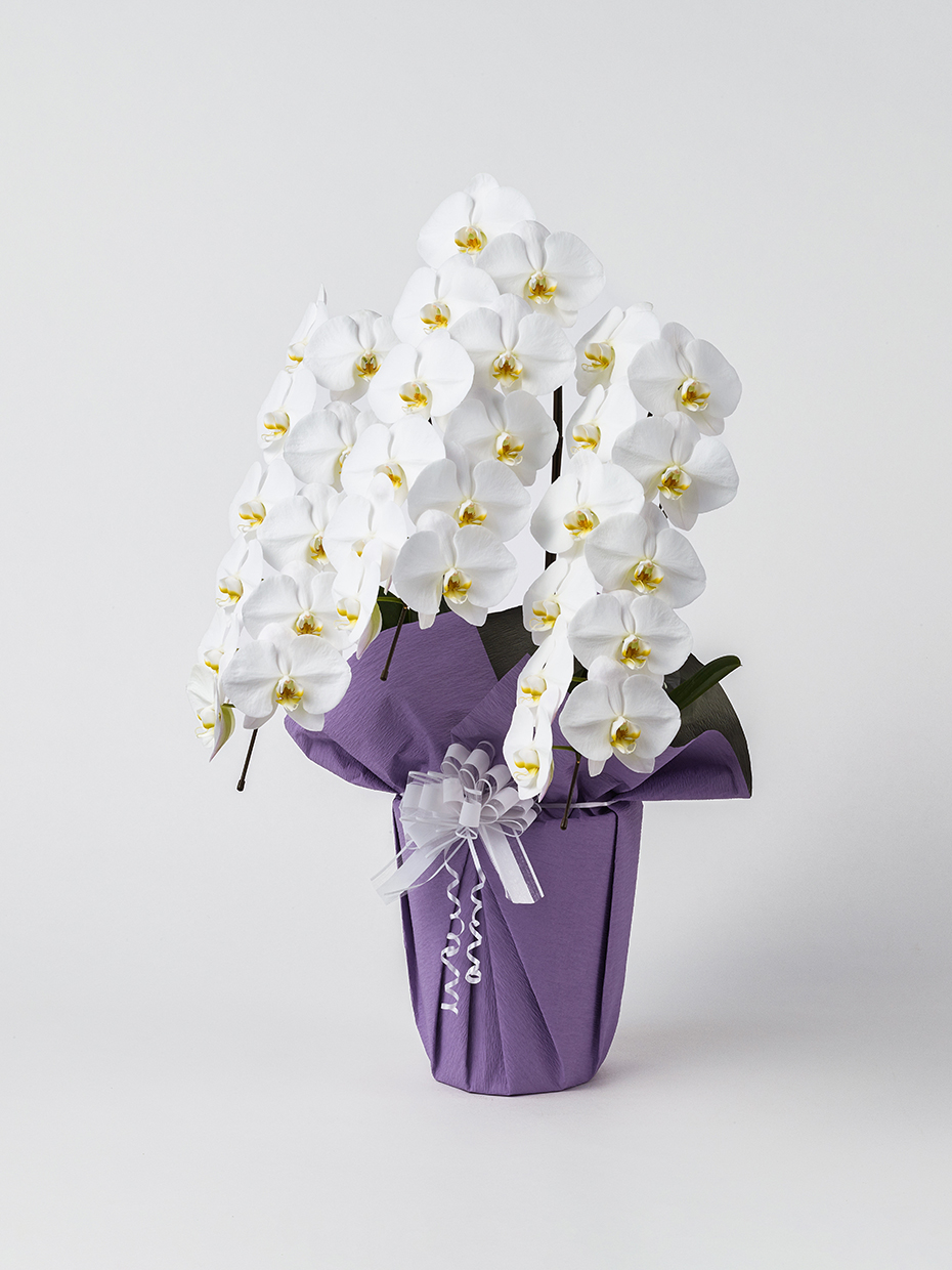【お供え】胡蝶蘭 大輪 白 3本立ち 33輪以上左